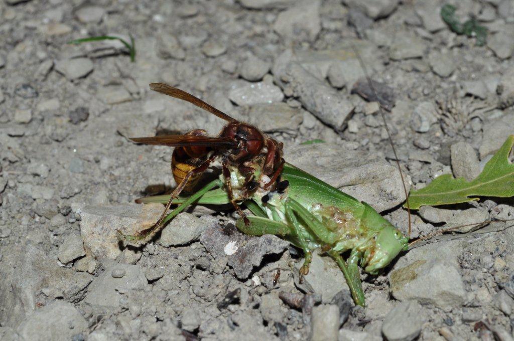 L''attacco del Calabrone e frazionamento della preda